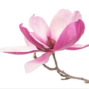 Hello! I'm Michelle , thanks for visiting my closet!